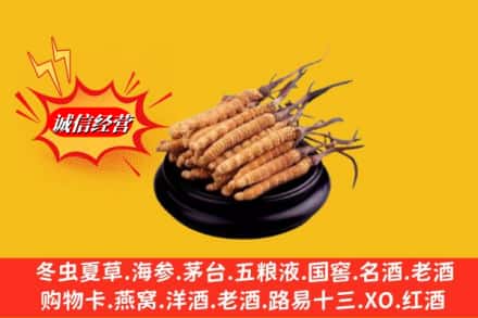 崖州区名酒回收冬虫夏草.jpg